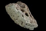 Fossil Triceratops Beak - Montana #94758-3